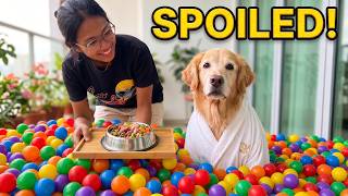 A Day in the Life of the Most Spoiled Golden Retriever Alive!