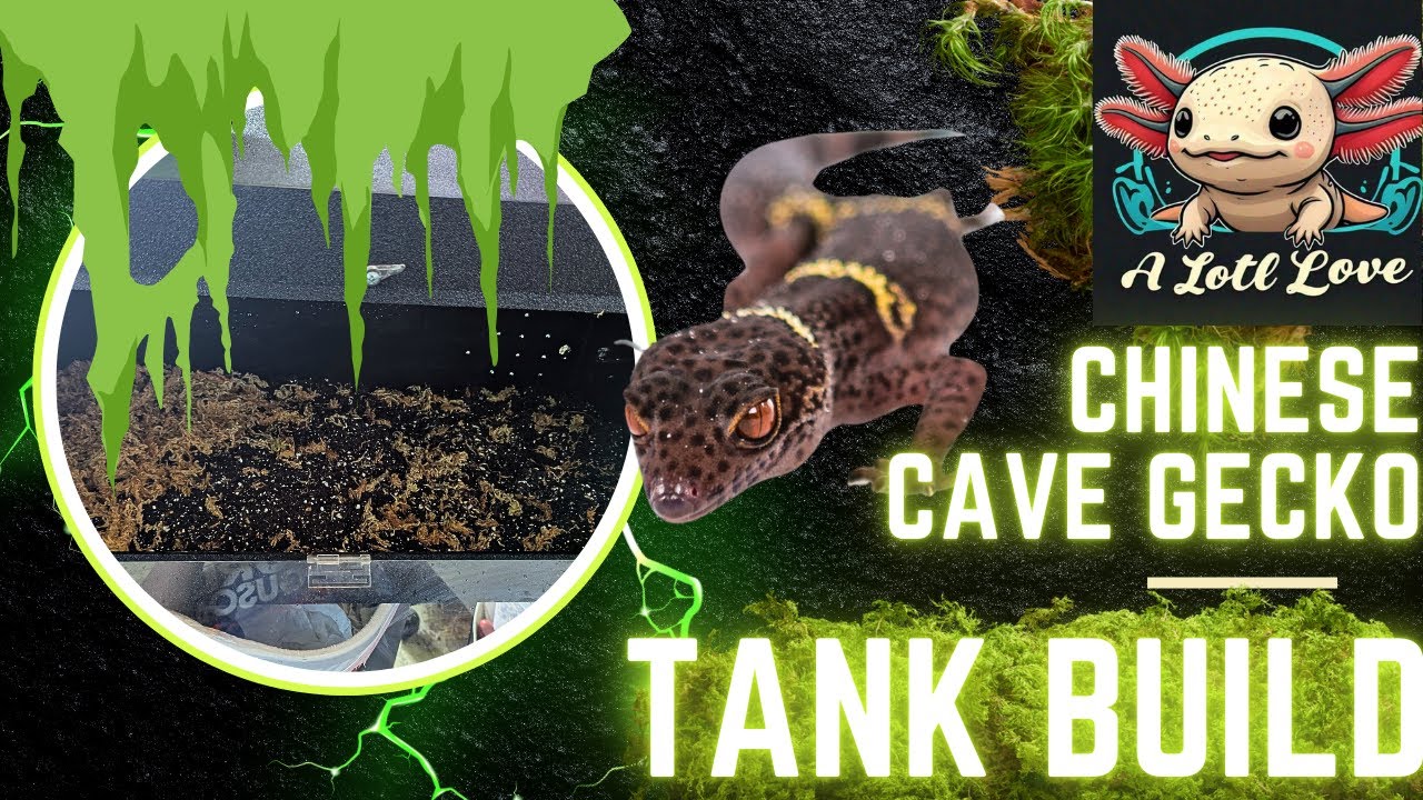 CHINESE CAVE GECKO TANK BUILD | A Lotl Love