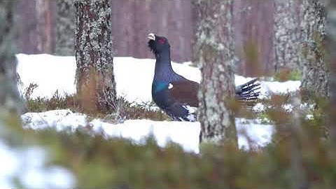 Western capercaillie - Metso - Grand tétras