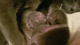 Litter I and J, korat cats by KoratsFromPoland 74 views 6 years ago 39 seconds