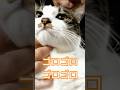 【猫動画】ヒザの上に乗ったハッピーが可愛すぎた😽😽😽😽😽