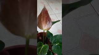 vikinima..pela 4k 2000/=..0714114210.mawathagama..