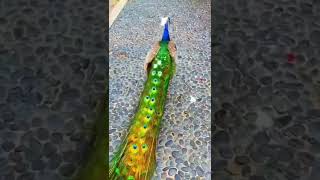 Burung merak terindah #shorts