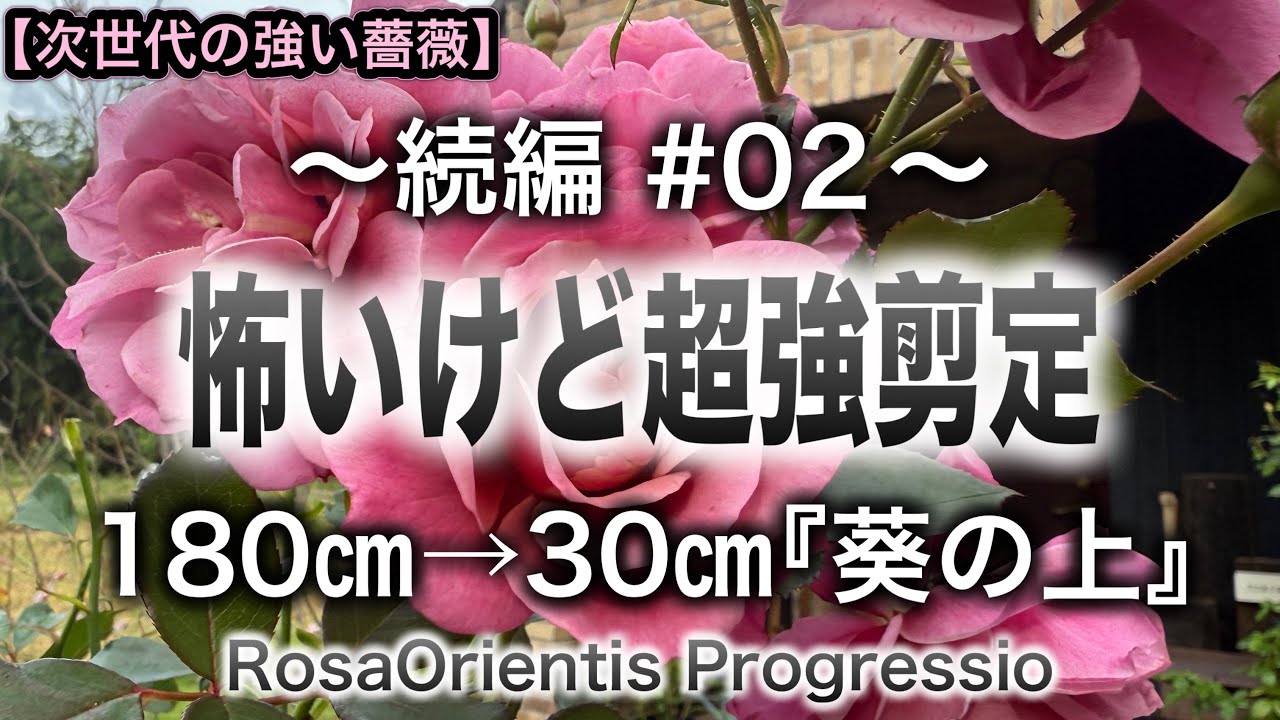 【強いバラの庭】〜続編〜怖いけど超強剪定した『葵の上』緊急案件 薔薇の女神は僕を… 芽出し前の重要な薬剤散布作業 