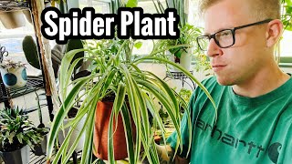 My Spider Plant is Turning Yellow? Why Are My Spider Plant Leaves Turning Translucent