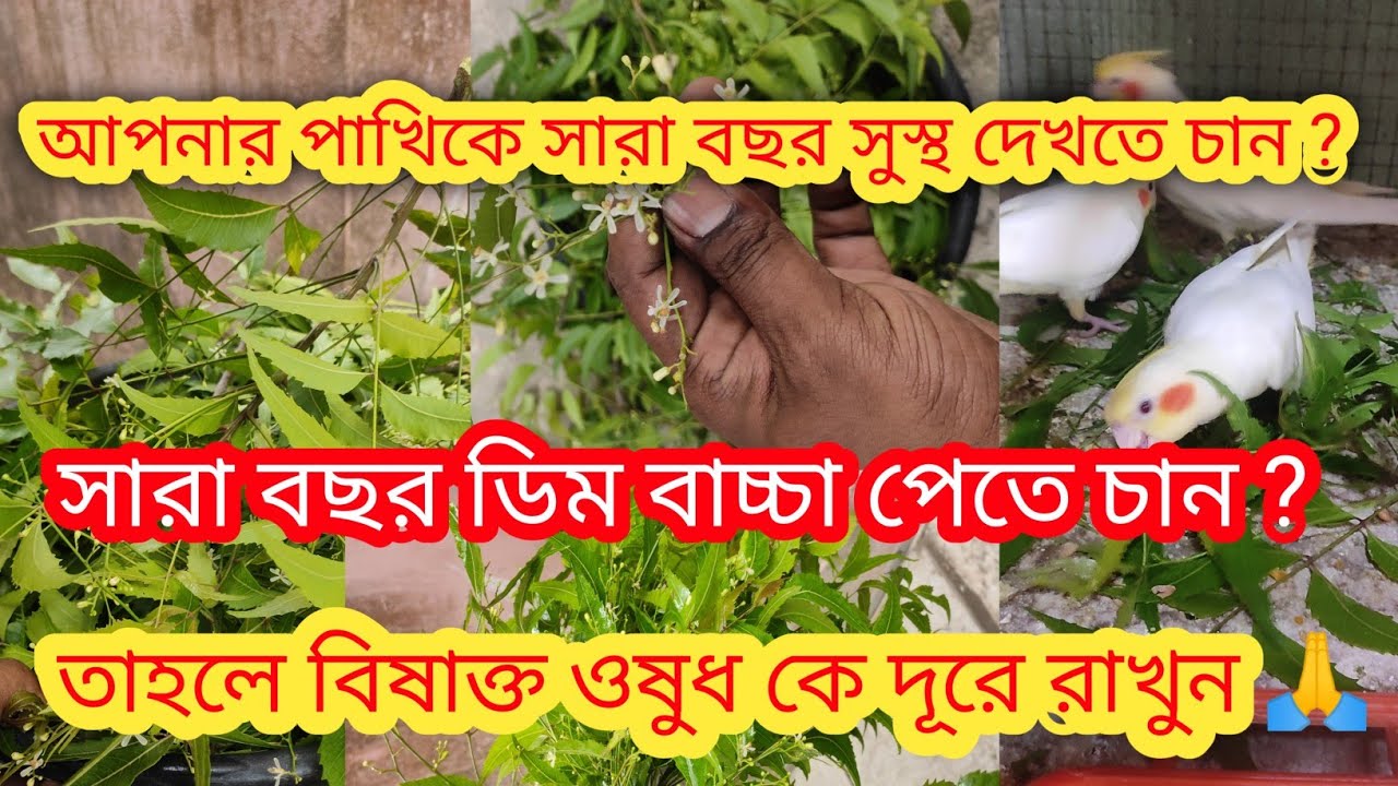 Best Deworming Medicine For Bird s best-deworming-medicine-for-bird-s