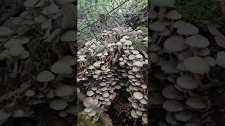 Schollebos #nederlands #rotterdam #schollebos #holland #mashroom #autumn #netherlandstourism