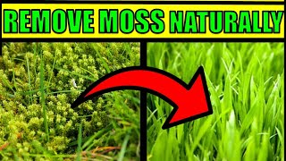 How To Get Rid of Moss In a Lawn Naturally  & Fast  HOME REMEDIES
