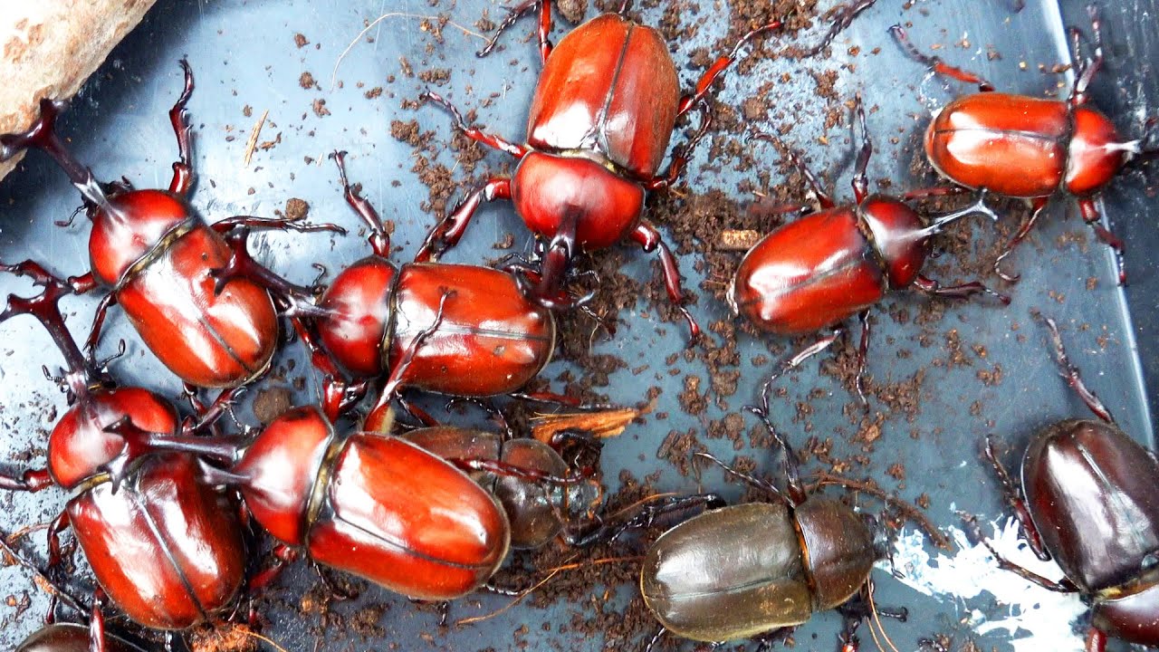 赤カブの収穫2021 A large number of Japanese red beetles were