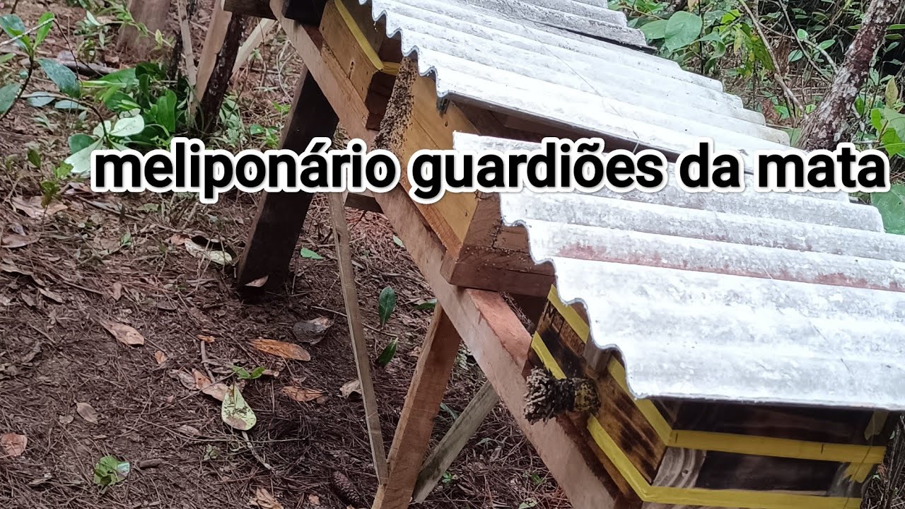 Começando o Meliponário das mandaçaias/levando algumas abelhas😃🙏 Meliponário guardiões da mata 