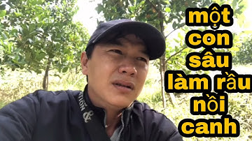 Câu Cá Rô Đồng.Chia Sẽ Đường Ra Tân Hiệp Thạnh Hóa Và Cái Kết Không Ngờ/@ninhfishing