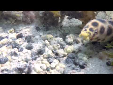 Dive Pro Fuerte diving in Costa Calma Fuerteventura