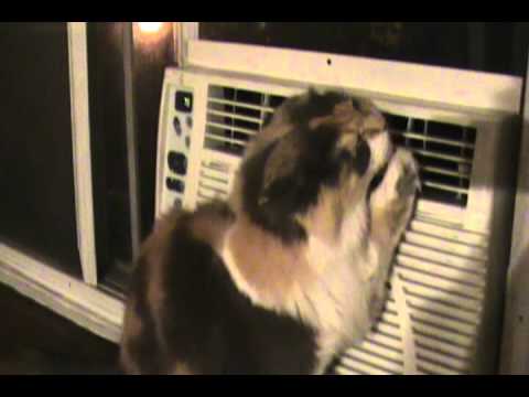 TNNK cat  and air  conditioner  YouTube