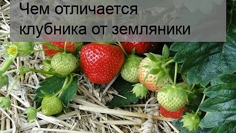 Чем отличается клубника от земляники