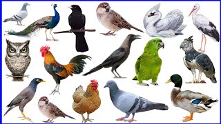 Name of birds hindi and english. पक्षियों के नाम हिंदी और अंग्रेजी में।