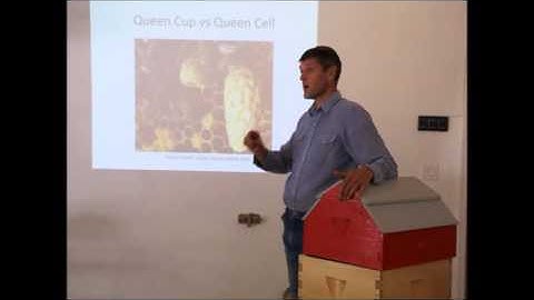 What is the Difference Between Supersedure Cells, Swarm Cells, and Emergency Queen Cells?