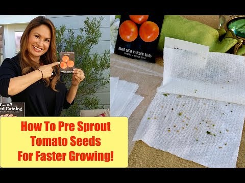 Why PRE GERMINATE SEEDS? (How to PRE SPROUT TOMATO SEEDS) Seed Starting Tips ? Shirley Bovshow