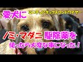 【愛犬にノミ・マダニ駆除薬を使ったら大変な事になった！】ミニチュアダックスフンドワイヤーのちゃこ