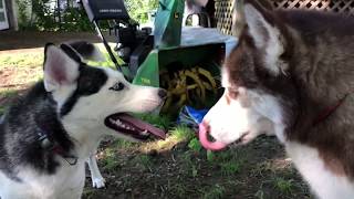 HUSKY en celo Quiere cachorros  / Pobre Kazu