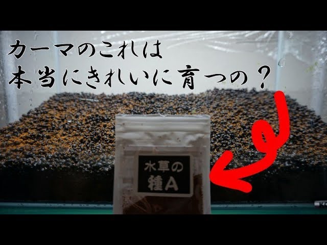 手ブレ注意 ホームセンターで売ってる水草の種aを試してみた 水草 アクアリウム Youtube 手ブレ注意 ホームセンターで売ってる水草の種aを試してみた 水草 アクアリウム Youtube