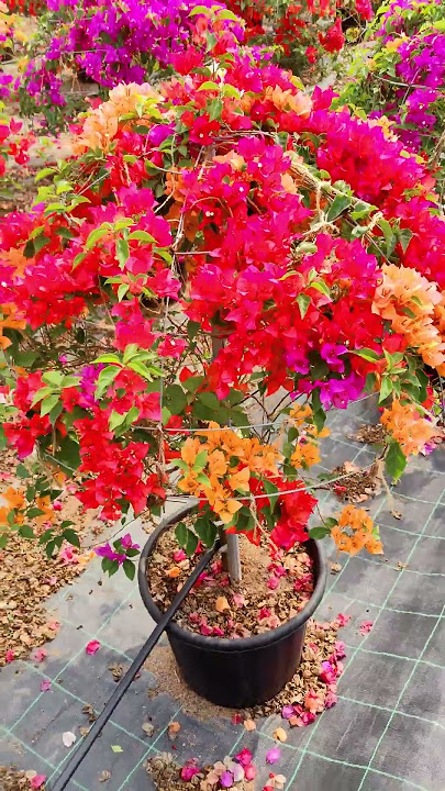 Grafted Bougainvillea Plant ( Multicolour flowers)