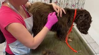 Grooming English Cocker Spaniel, Puppycoat, Welpenhaar