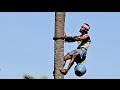 Jaggery (Brown Sugar) production from palm trees