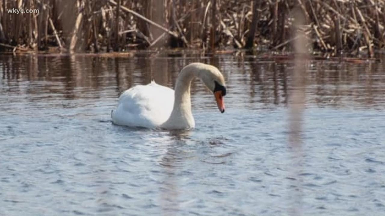 Ohio Division of Wildlife euthanizes pair of mute swans, but officials