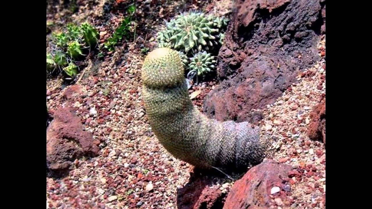 Weird Penis Tumblr