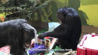 Christmas 2015 at Chimpanzee Sanctuary Northwest