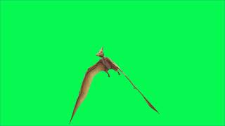 Pterodactyl flying video green background