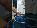 bordando Mariposas