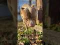 Brixton #viral #pitbull #youtubeshorts