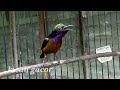 Masteran Kolibri Ninja Konin Full Tembakan Isian Mantul Mp3 - Mp4 Download