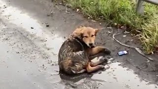 He laid there soaking wet, shivering, waiting for help in fear and a heartwarming ending