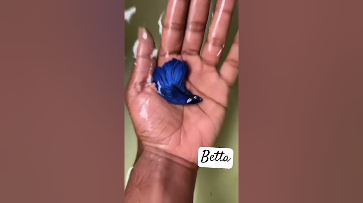 سمك الفايتر في عمر يوم واحد beta fish 💙