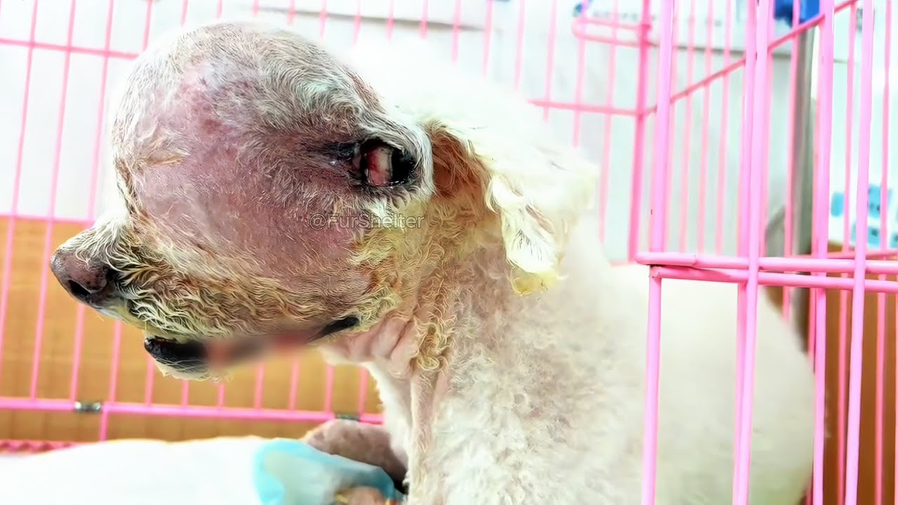 Abandoned in the Heat: The Emotional Rescue of a Forsaken, Neglected, and Helpless Dog