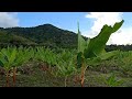 How beautiful is this life-banana farm #nature #banana