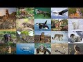 20 hewan yang jadi pemangsa puncak di habitatnya