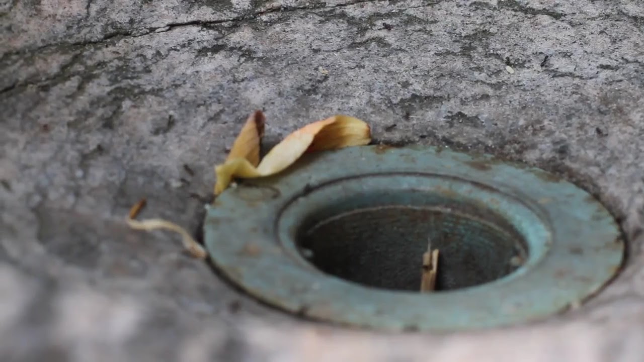 ants in the bathroom sink drain