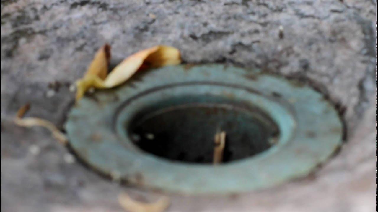 ants in the bathroom sink drain