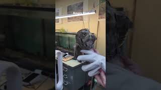 dinos！！#funnyanimals #birds #crazybird #wildlife #funnyvideos