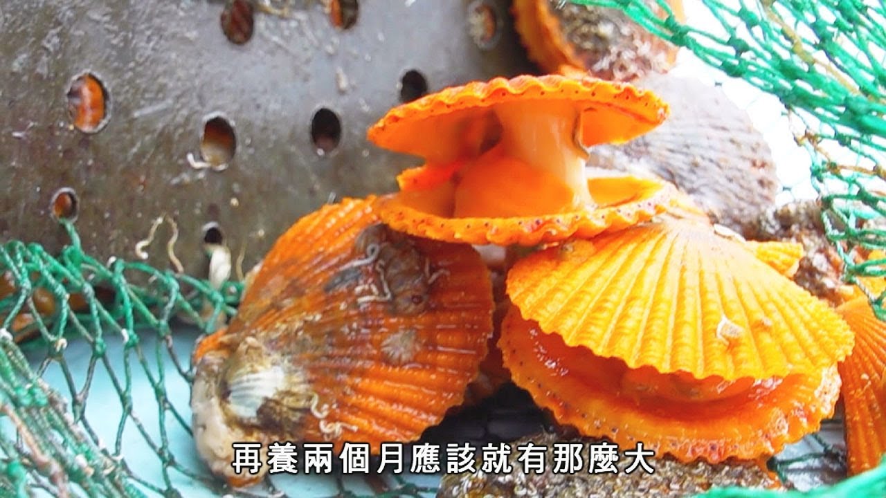香港原味道3 | 香港本地獨有 橙黃色扇貝 dramamine precio