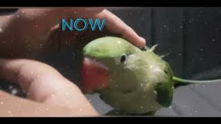 timeline of OLIVE