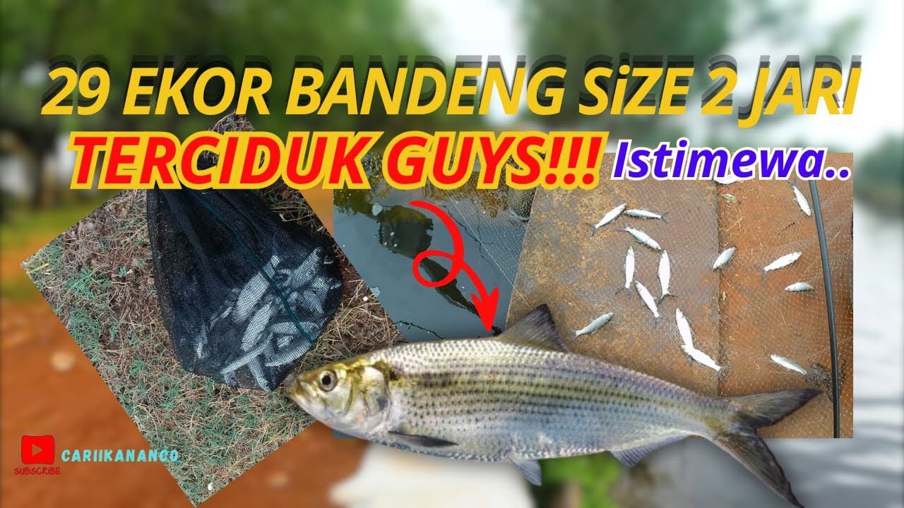 Full bandeng Skali angkat 16 ekor istimewa..(eps 12)
