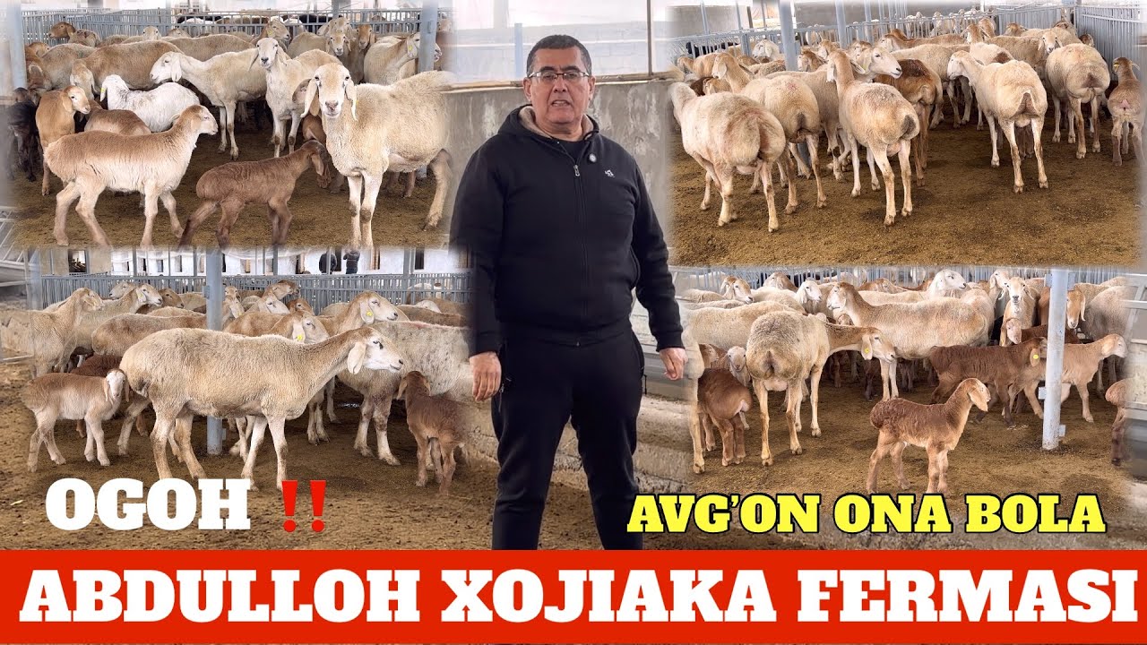 ABDULLOH AKA AVG’ON ONA BOLA QO’YLARI 60 TA SOTILADI. ‼️OGOH‼️ SARALAB OLINGANLARI SIFATI ZO’R