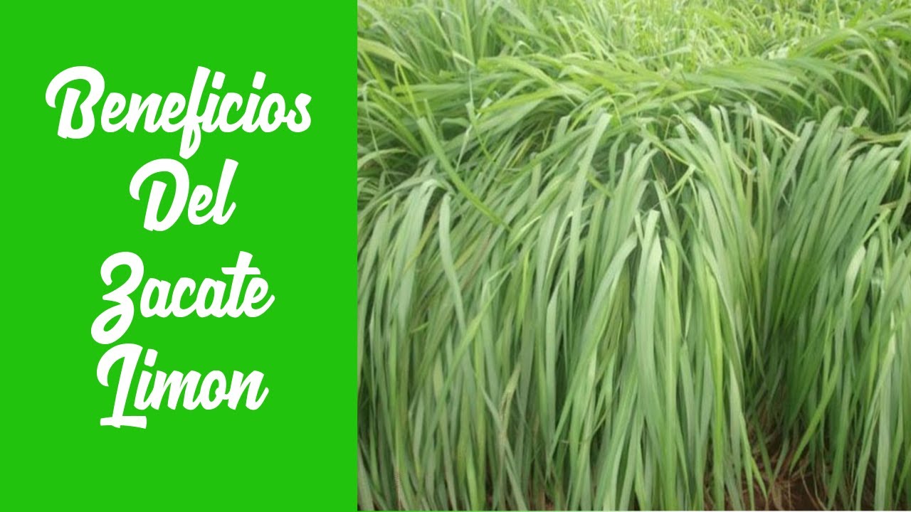 Beneficios Del Zacate Limon