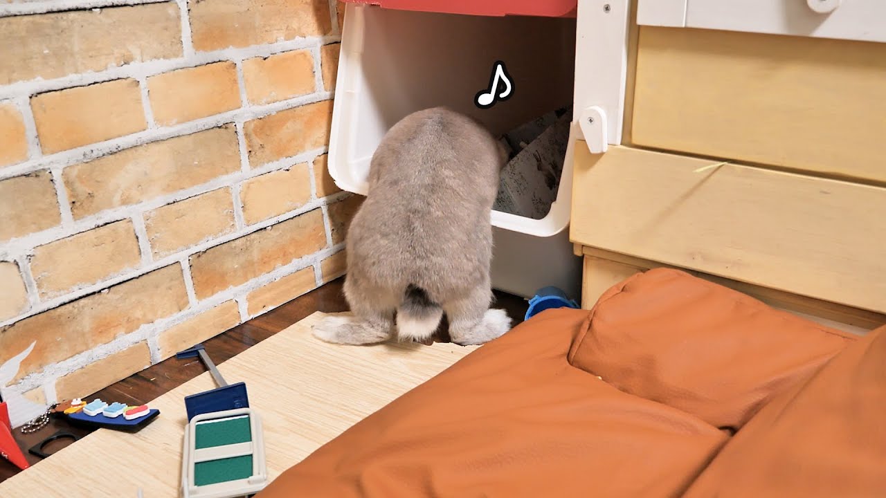 なんかうさぎさんが収納ボックスを勝手に開けて中身を整理整頓してくれてた