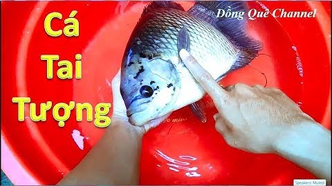Cận cảnh Cá Tai Tượng