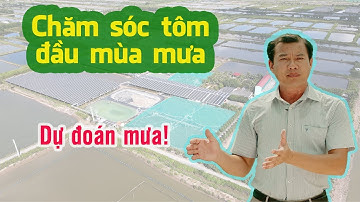 Chăm sóc tôm nuôi đầu mùa mưa